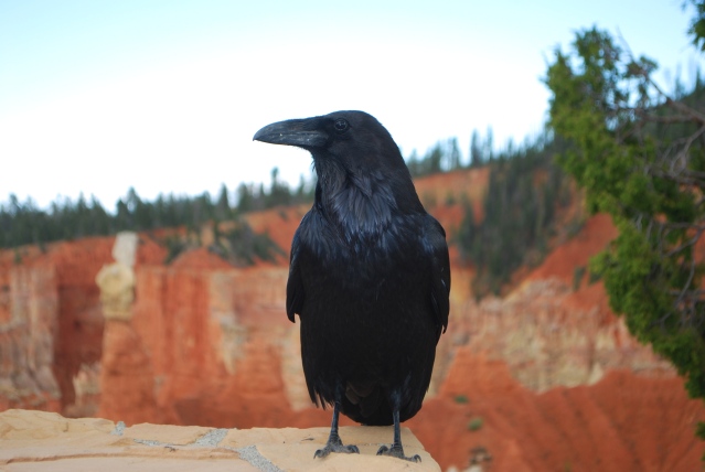 Photo of Black Bird at Bryce Canyon